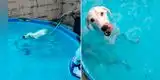 Perrito se apodera de la piscina de sus dueños y se niega a salir de ella [VIDEO]