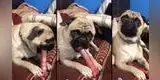 Perro se entera que mascota de la vecina está 'embarazada' y su inesperada reacción es viral [VIDEO]