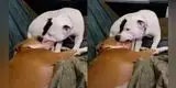 Pareja de perros son captados dándose un 'apasionado beso' y escena se vuelve viral [VIDEO]
