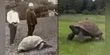 Tiene 189 años: conoce a la tortuga ‘Jonathan’, el animal terrestre vivo más longevo del mundo