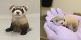 Científicos logran clonar un hurón de pies negros, una especie en peligro de extinción [FOTOS]