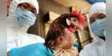 Rusia: Detectan primer caso de transmisión de la cepa H5N8 de gripe aviar en humanos