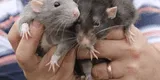 ¿Qué significa soñar con ratas?: conoce la reveladora interpretación detrás de este inquietante sueño