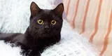 ¿Qué significa soñar con gatos?: descubre la interpretación de soñar con un felino negro