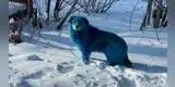 Twitter: captan a ‘perros azules’ deambulando en la nieve en Rusia [FOTOS]