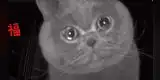 Gatito llora frente a una cámara de seguridad al escuchar la voz de su dueña [VIDEO]