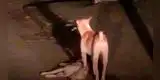 Perrito no se separa del cuerpo de su amigo que había sido atropellado y hasta intenta despertarlo [VIDEO]