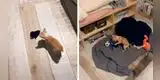 Joven graba cómo su chihuahua no se puede ir a dormir sin antes pedir una media [VIDEO]