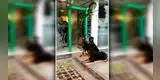 Facebook viral: mujer retira plata del cajero con tres doberman's para espantar a los ladrones