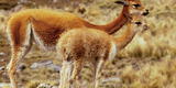 Arequipa: hallan más de 50 vicuñas muertas por cazadores furtivos