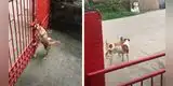 Perrita aprende a abrir la reja para escaparse con su ‘novio’ [VIDEO]