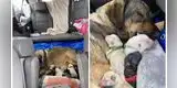 EE.UU: familia pasa 12 horas en su carro para que su perrita pudiera dar a luz en un lugar caliente