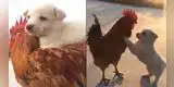 ¡Grandes amigos! Perrito se pone a jugar con gallo luego de pasear sobre su espalda [VIDEO]