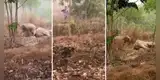 Captan a una elefante bebé protegiendo a su madre enferma de un grupo de veterinarios [VIDEO]
