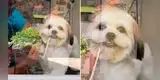 Perrito sonríe al recibir su primer corte de pelo y escena enternece a miles en TikTok [VIDEO]