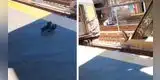 Palomas “vengativas” empujan a una de ellas en los rieles de un tren para matarla [VIDEO]