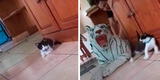 ¡Pobre minino! La divertida reacción de un gatito al ver un tigre de peluche [VIDEO]