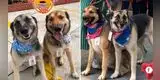 Perritos sin hogar son rescatados por restaurante y ahora trabajan de meseros [FOTOS]