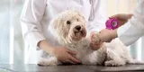 Mascotas: Cómo tratar cortes en las patas de tu perro