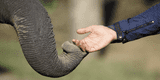 Elefante protagoniza emotivo reencuentro con el veterinario que le salvó la vida hace 12 años [VIDEO]