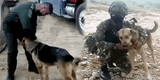 Soldados salvan la vida de un perrito callejero que quedó ciego y lo unen a su tropa [VIDEO]