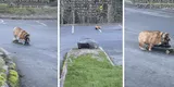 Perro causa sensación en TikTok por su habilidad para montar una patineta [VIDEO]