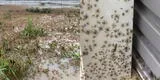 Australia: millones de arañas y serpientes huyen de las inundaciones e invaden en hogares [VIDEO]