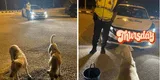 Mujer de buen corazón alimenta perros sin hogar con resguardo policial