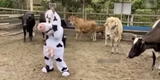 Se disfraza para bailar ‘La vaca Lola’ en el corral y reacción de animales se hace viral [VIDEO]