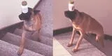 Perro sorprende subiendo escaleras con frasco sobre su cabeza y video generó debate en redes
