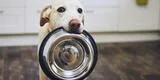 Tips para mascotas: ¿Cómo mantener limpio el plato de tu engreído?