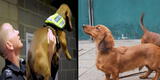 Policías son virales por presentar a perros salchichas como nuevos refuerzos de unidad canina [VIDEO]