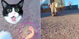 Gato se roba la dentadura postiza de una anciana y recorrido queda grabado en su collar [VIDEO]
