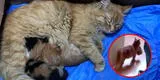 Gata camina durante un día con sus gatitos enfermos para que sean atendidos en una veterinaria [VIDEO]