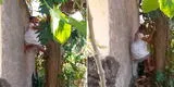 Adulta mayor de 88 años sorprende con su habilidad para trepar árboles y recoger fruta [VIDEO]