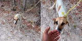Joven rescata a perrita abandonada en el bosque y la lleva a casa para cuidarla [VIDEO]