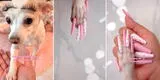 Le pone uñas postizas a su perrito y la acusan de maltrato animal [VIDEO]