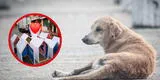 ¡Noble Gesto! Convierten propaganda de campaña electoral en casas para perros callejeros