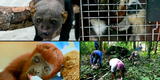 ¿Los animales silvestres son mascotas? Diana Ramos, veterinaria de la Municipalidad de Lima, responde [VIDEO]