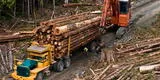 China es el primer país que lidera la deforestación en el mundo, y le sigue la Unión Europea