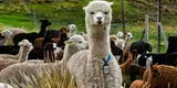 Anticuerpo de alpaca es eficaz contra las variantes brasileña, británica y sudafricana, reveló estudio