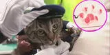 Japón: Gata se convirtió en jefa de policía tras salvar la vida de un adulto mayor [VIDEO]