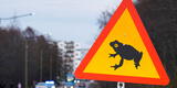 Estonia: ordenan cerrar una carretera para dar libre tránsito a ranas y sapos