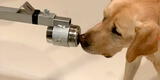 Los perros pueden detectar el COVID-19 con un 96% de precisión, según un nuevo estudio