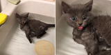 Joven deja a su gato en la bañera y al regresar lo encuentra en divertida escena [VIDEO]