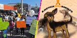 'Rodolfo Corazón': mexicanos marchan y piden justicia por perrito asesinado a machetazos [VIDEO]