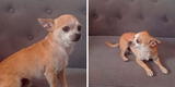 Familia pide ayuda para encontrar a perrito chihuahua que habría sido robado en Cieneguilla