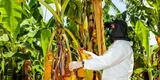 Piura: CAN preocupada por reciente aparición de plaga del plátano en Sullana