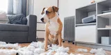 Mascotas: ¿Mi perro puede sufrir ansiedad?