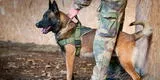 Perro héroe recibe condecoración póstuma por participar en operación antiterrorista [VIDEO]